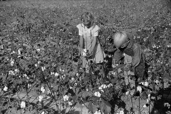 CHILD LABOR: COTTON, 1939. Two children of farmer J