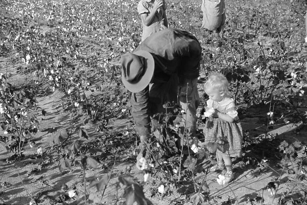 CHILD LABOR: COTTON, 1939. Farmer J. A. Johnson and his youngest child picking cotton