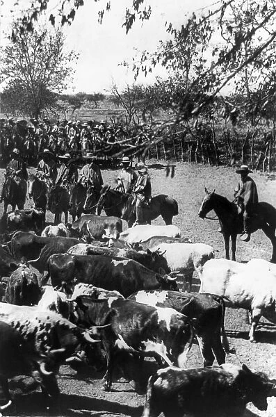 CHILE: HUASOS, c1890-1923. Huasos, Chilean cowboys, on horseback herding cattle in Chile