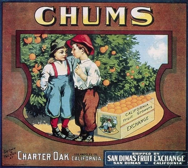 Chums brand oranges from California