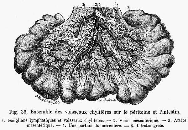 Chyliferous vessel of the intestinal villus. Line engraving, French, 19th century
