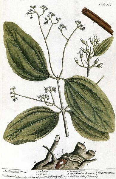 CINNAMON TREE, 1735. Engraving by Elizabeth Blackwell from her book A Curious Herbal published in London, 1735