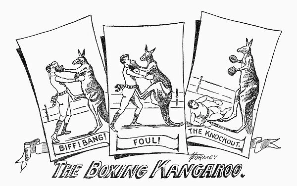 CIRCUS: BOXING KANGAROO. Boxing Kangaroo featured at Frank C. Bostocks Wild Animal Arena. Line engraving from an American circus program, c1901