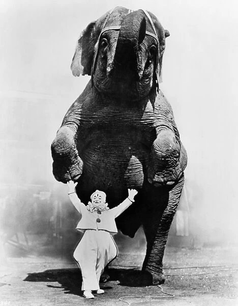 CIRCUS ELEPHANT, c1930. A circus elephant and clown. Photograph, c1930