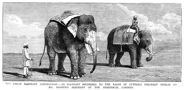 CIRCUS ELEPHANTS, 1884. The Great Elephant Controversy