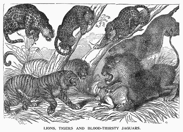 CIRCUS: MENAGERIE, c1901. Lions, tigers, and bloodthirsty jaguars at Frank C. Bostocks Wild Animal Arena. Wood engraving from an American circus program, c1901