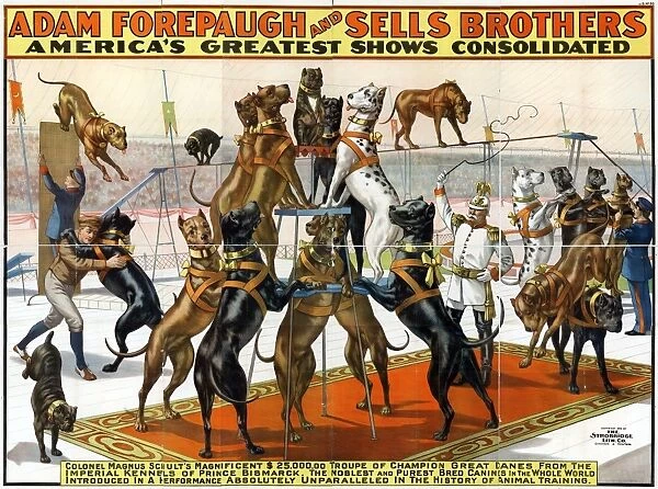 CIRCUS POSTER, 1898, Poster advertising Colonel Magnus Schults performing Great