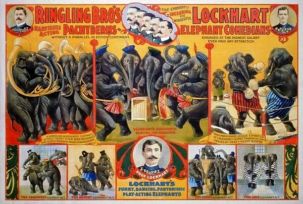 CIRCUS POSTER, 1899. American poster, 1899, for Ringling Brothers Circus, featuring Professor Henry James Lockharts elephant comedians