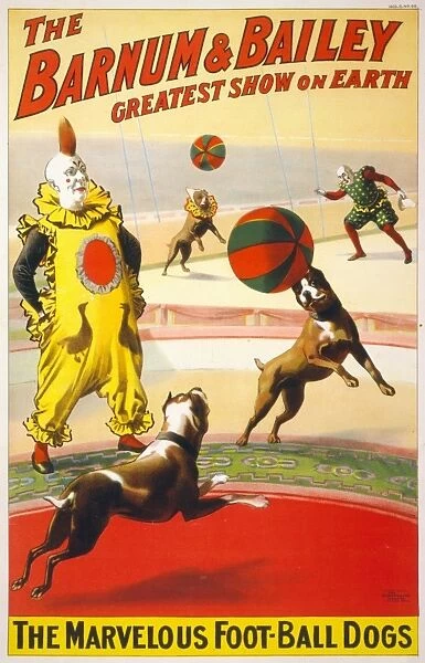 CIRCUS POSTER, c1900. Poster advertising performing dogs at Barnum and Baileys Circus