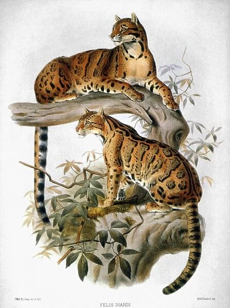 CLOUDED LEOPARD, 1883. Clouded Leopard (Panthera nebulosa). Lithograph, 1883