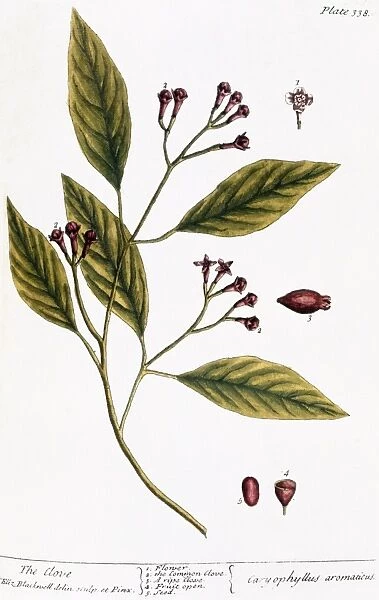 CLOVES, 1735. Branch of the clove tree (caryophyllus aromaticus). Engraving by Elizabeth Blackwell from her book A Curious Herbal published in London, 1735