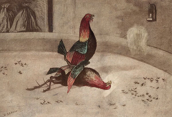 COCK FIGHT, 1840. Lithograph after a drawing by Henry Thomas Alken, 1840