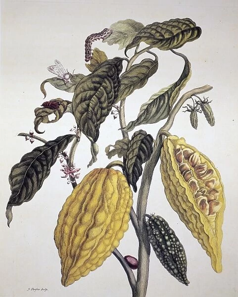 COCOA. Branch of a cocoa tree (Theobroma cacao). Line engraving by P. Sluyter after a drawing by Maria Sibylla Merian, from Merians De metamorphosibus insectorum Surinamensium, 1705