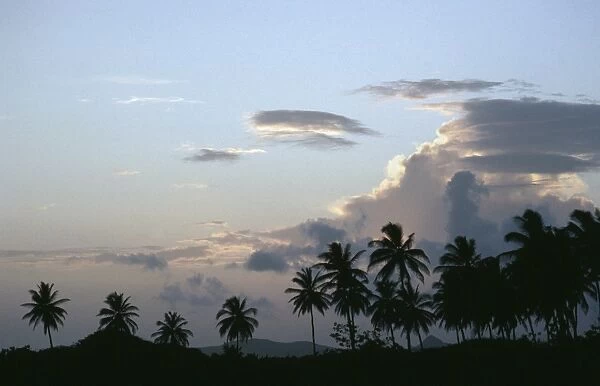 COCONUT PALMS (Cocos nucifer) at sunset. Gilbert Islands, Micronesia