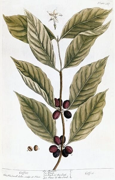 COFFEE PLANT, 1735. Engraving by Elizabeth Blackwell from her book A Curious Herbal published in London, 1735