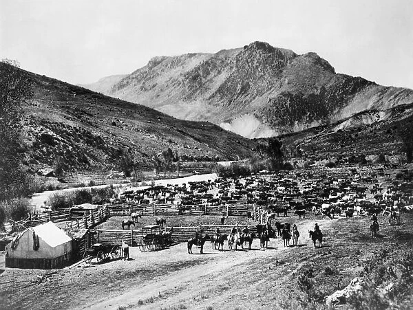 COLORADO: CIMARRON, c1905. A herd of cattle at a ranch in Cimarron, Colorado. Photograph