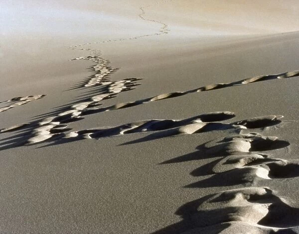 COLORADO: SAND DUNES. Human footprints in the sand at the Great Sand Dunes National Park in Colorado. Photograph, c1970