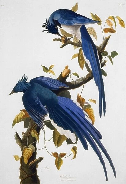COLUMBIA JAY, 1830, by John James Audubon