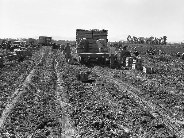 COMMERCIAL FARMING, 1939. A large scale carrot farm in Imperial Valley, California