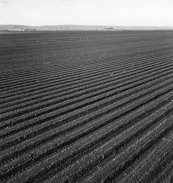 COMMERCIAL FARMING, 1939. A large scale lettuce farm in Salinas Valley, California