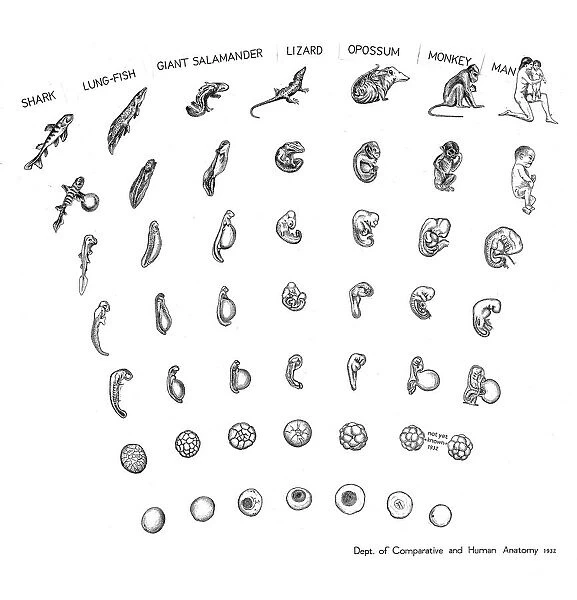 COMPARATIVE EMBRYOLOGY. Chart showing comparative embryology from a fish to a man, made by the Department of Comparative and Human Anatomy at the American Museum of Natural History, 1932