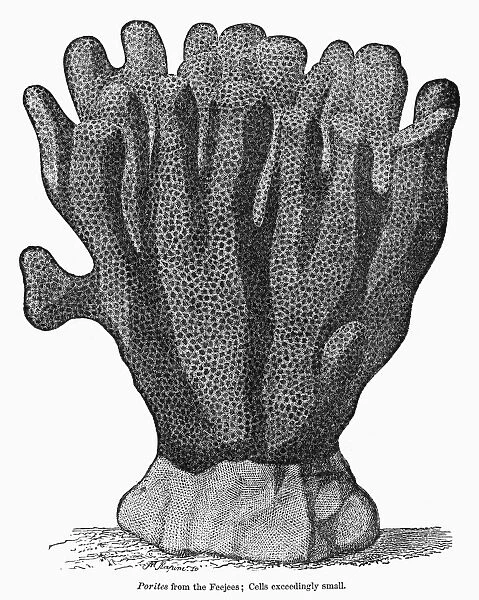 CORAL. Porites coral from Fiji. Line engraving, 19th century