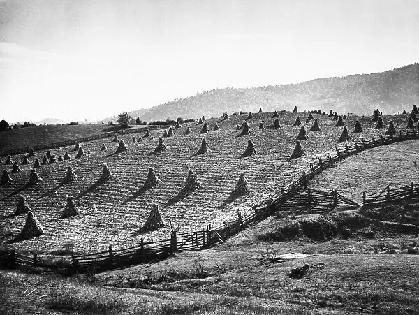 CORN FIELD, 1940. Fenced-in fields with corn shocks on farm near Marion, Virginia