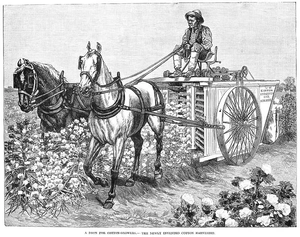 COTTON HARVESTER, 1886. A field hand in the American South harvesting cotton with an early mechanical harvesting machine. American engraving, 1886