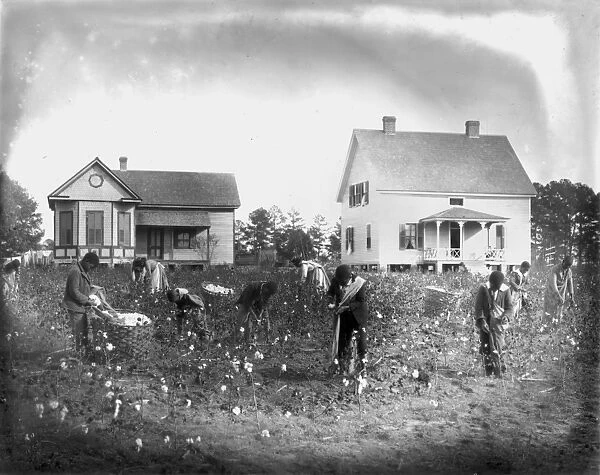 COTTON PICKING, 1902. Picking the school cotton crop at Mt. Meigs Institute, Alabama