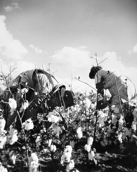 COTTON PICKING. Two cotton pickers on a plantation in the American South