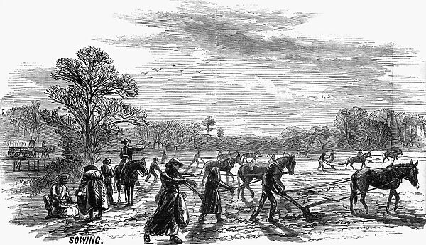 COTTON PLANTATION, 1867. Sowing. Wood engraving, 1867, after a drawing by A. R. Waud