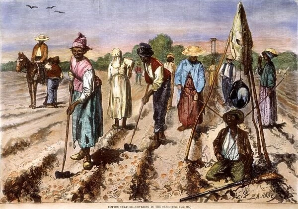COTTON PLANTATION, 1875. Covering in the seed on a cotton plantation in the American South. Wood engraving, American, 1875, after Edwin Austin Abbey