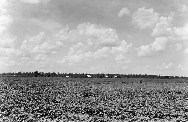 COTTON PLANTATION, 1937. Cotton plantation dotted with cabins of sharecroppers