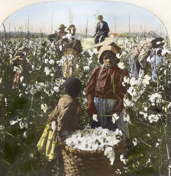 COTTON PLANTATION. Picking cotton on a Mississippi plantation. Oil over a photograph
