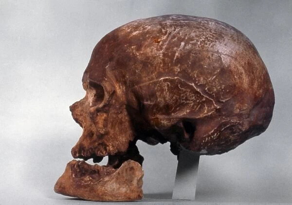 CRO-MAGNON SKULL. Lateral view of skull of Cro-Magnon Man