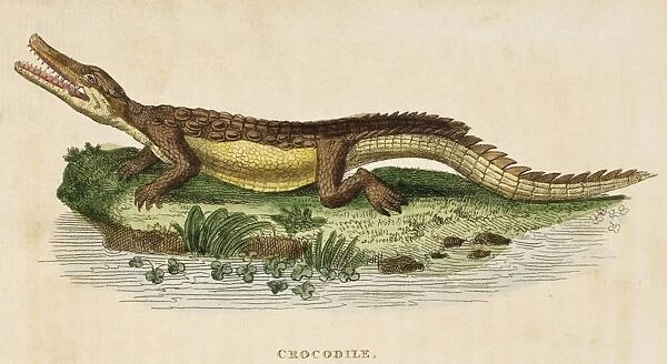 CROCODILE. Line engraving, English, 1799