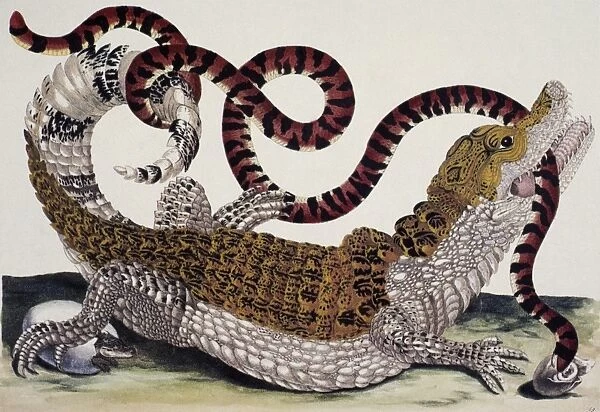 CROCODILE & SNAKE. A crocodile of Surinam attempting to devour a snake. Line engraving, c1705, by Maria Sibylla Merian