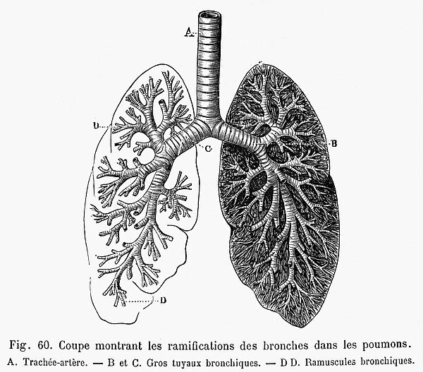 Cross-section of human lungs. Line engraving, 19th century