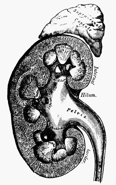 Cross-section of a kidney. Wood engraving, English, late 19th century