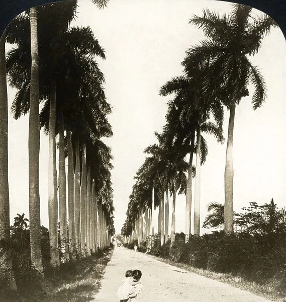 CUBA: HAVANA, 1901. An avenue of royal palms in a suburb of Havana, Cuba. Stereograph
