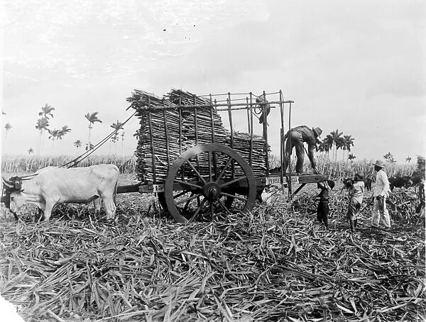 CUBA: SUGAR PLANTATION. Workers loading sugar cane onto a cart on a Cuban sugar plantation