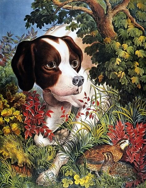 CURRIER & IVES: DOG, 1866. Pointing a Bevy. Lithograph by Currier & Ives