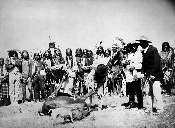 DAKOTA: CATTLE SLAUGHTER. Two Dakota Native Americans skinning a cow in Sturgis