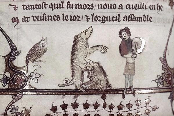 DANCING PIG, 14th CENTURY. A performing sow with a litter of piglets