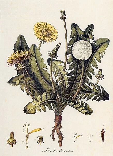 DANDELION. Leontodon Taraxacum. Engraving by William Kilburn from William Curtis Flora Londinensis, 1777-1798