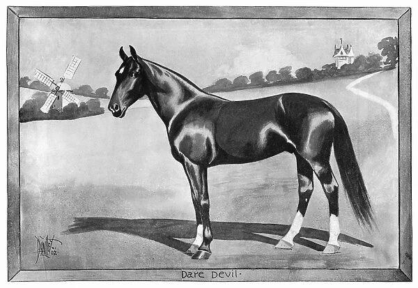 DARE DEVIL, 1902. American standardbred racehorse. Illustration, 1902