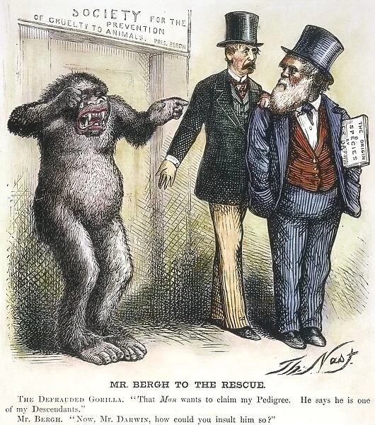 DARWIN CARTOON. An 1871 cartoon by Thomas Nast satirizing Charles Darwins theory
