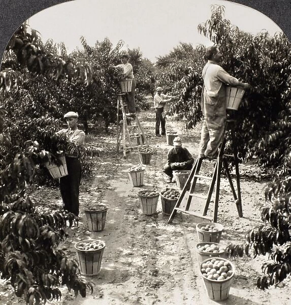 DELAWARE: PEACH ORCHARD. Gathering peaches in Delaware. Stereograph view, c1900