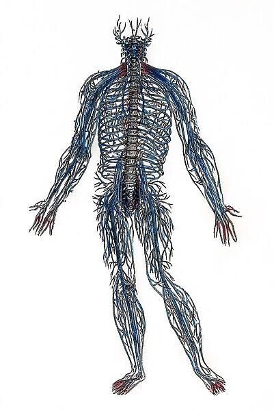 Delineation of the spinal nerves. Woodcut from the fourth book of Andreas Vesalius De Humani Corporis Fabrica, published in 1543 at Basel, Switzerland