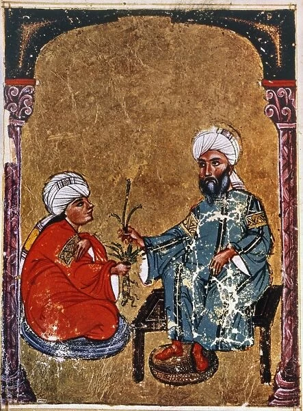 discuss the mandrake. Arabic ms. of De Materia Medica, 1229 A. D